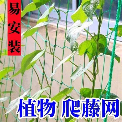 攀藤植物種植